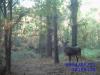 deer_2_054.JPG