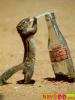 funny_pictures_thirsty_squirrel_0Z6.jpg