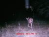 Deer Pictures 11-19-13 159.JPG