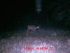 Deer Pictures 11-19-13 071.JPG