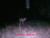 Deer Pictures 11-19-13 143.JPG