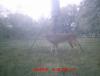 Deer Pictures 11-19-13 079.JPG