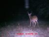 Deer Pictures 11-19-13 017.JPG