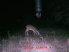 Deer Pictures 11-19-13 105.JPG