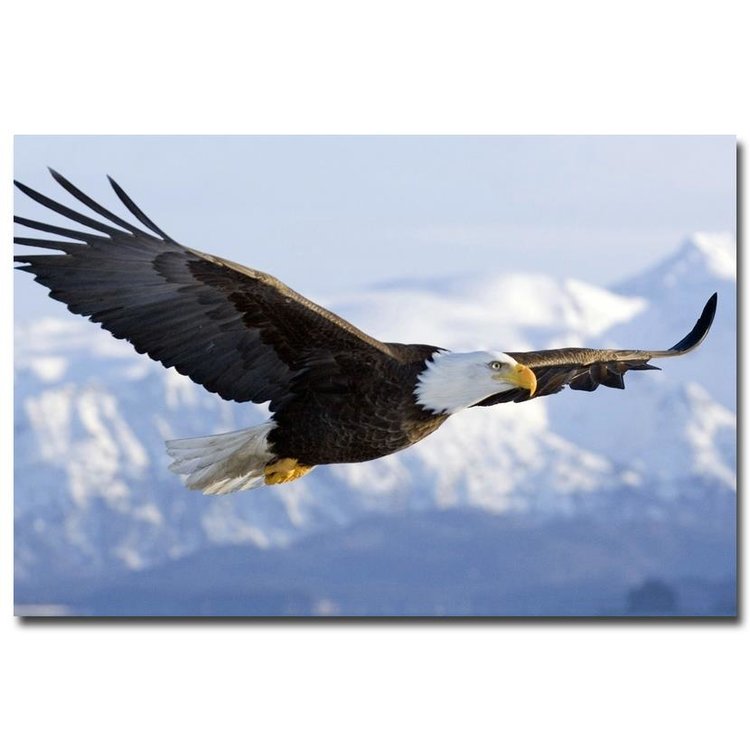 NICOLESHENTING-Eagle-Bird-Fly-In-Sky-Art-Silk-Poster-Print-Winter-Snow-Mountains-Landscape-Picture-Home.jpg