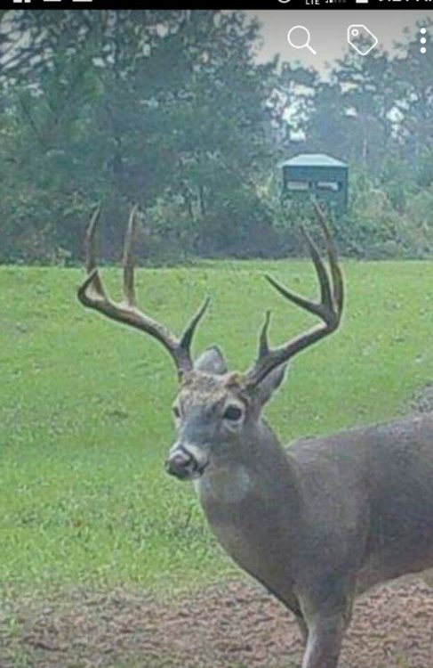 BIG BUCK.jpg