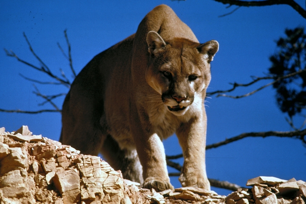 Mountain_Lion_in_Glacier_National_Park.jpg