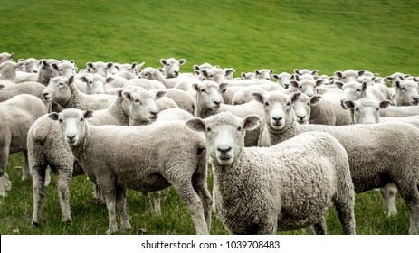 flock-staring-sheep-260nw-1039708483.jpg