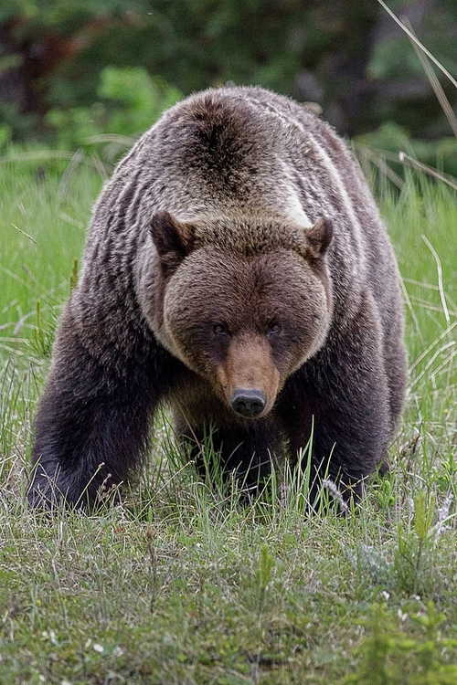 big-male-grizzly-bear-byron-robb-1.jpg